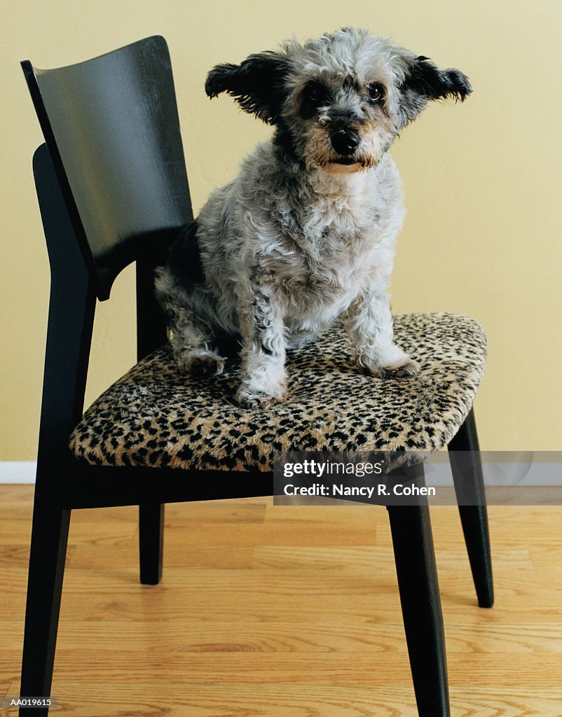 Dog Sitting on a Chair