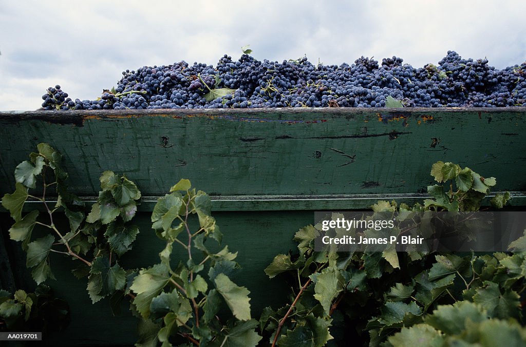 Bin Filled with Grapes