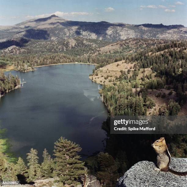 usa, california, sierra nevada, alpine lake, chipmunk in foreground - sierra stock pictures, royalty-free photos & images