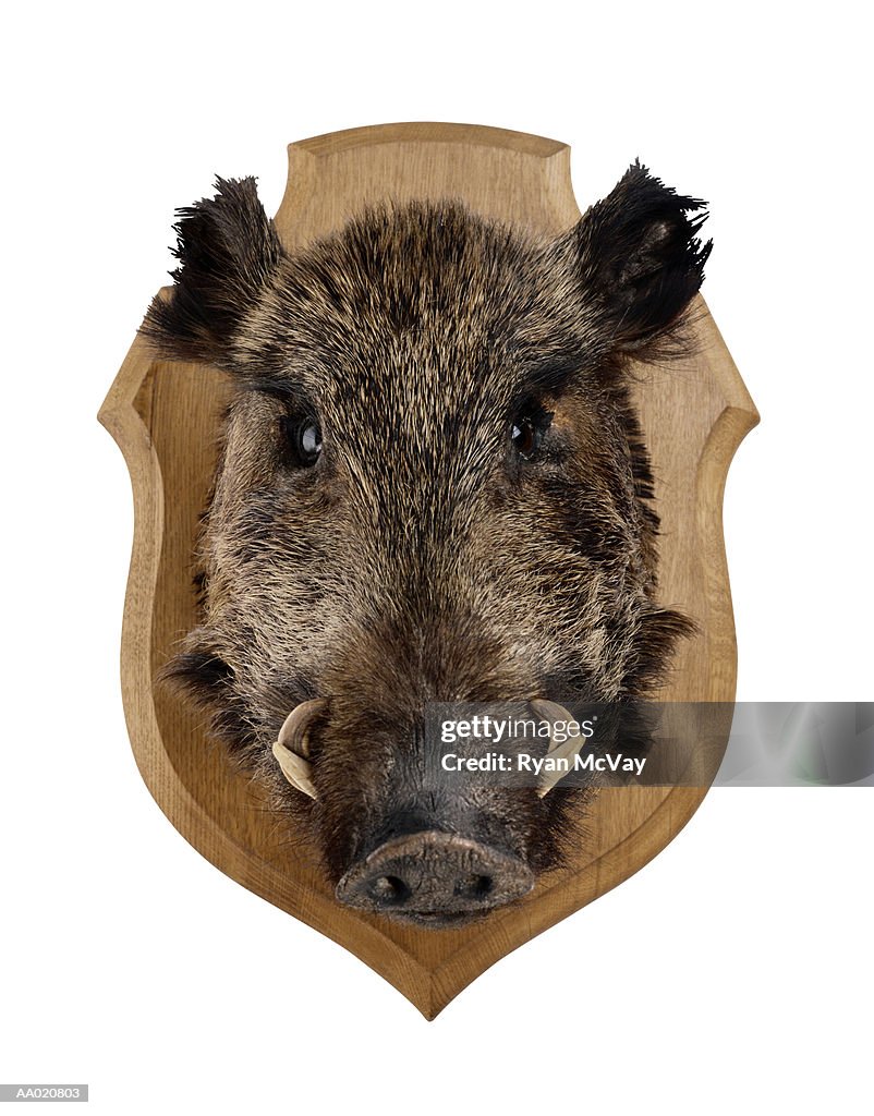 Mounted Boar's Head