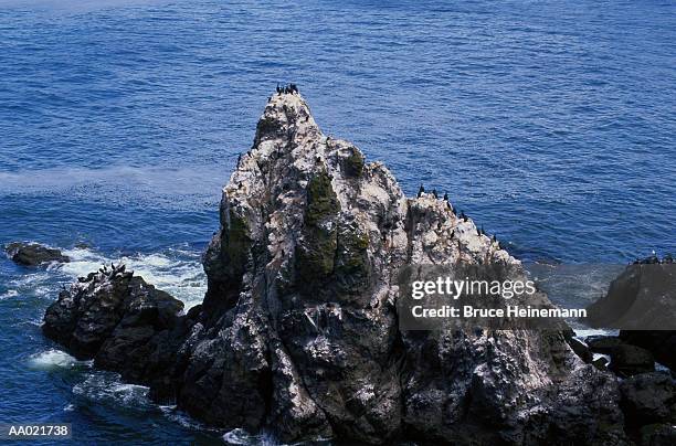 sea birds on a rocky outcrop - outcrop stock pictures, royalty-free photos & images