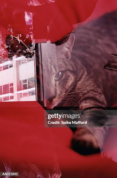 tabby cat and apartment building - tabby stock pictures, royalty-free photos & images