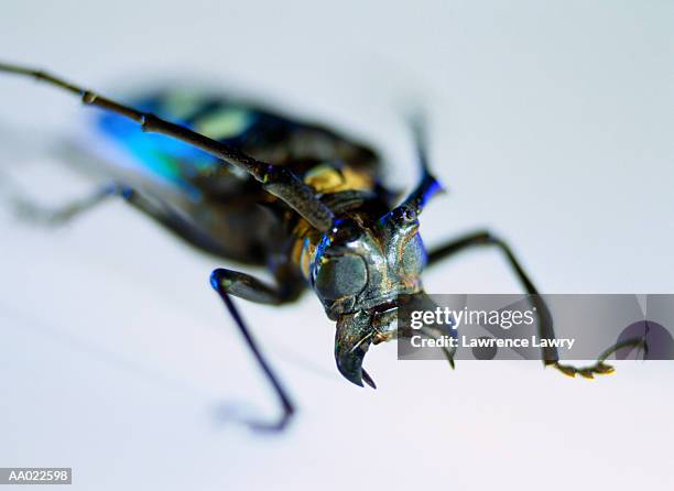 beetle - longicorne photos et images de collection