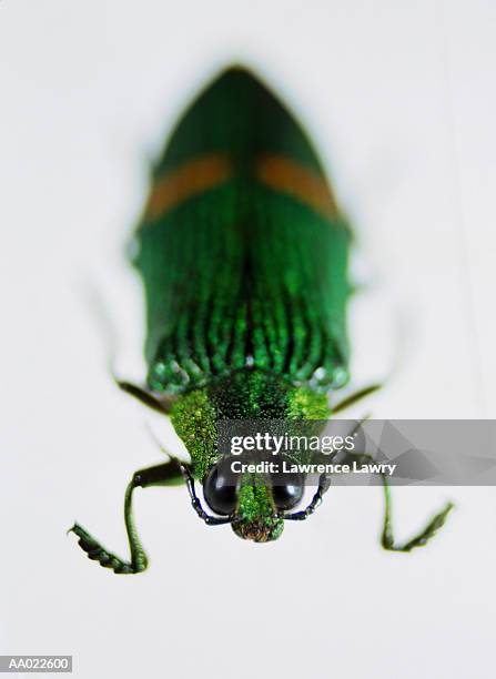 beetle - longhorn beetle stock pictures, royalty-free photos & images