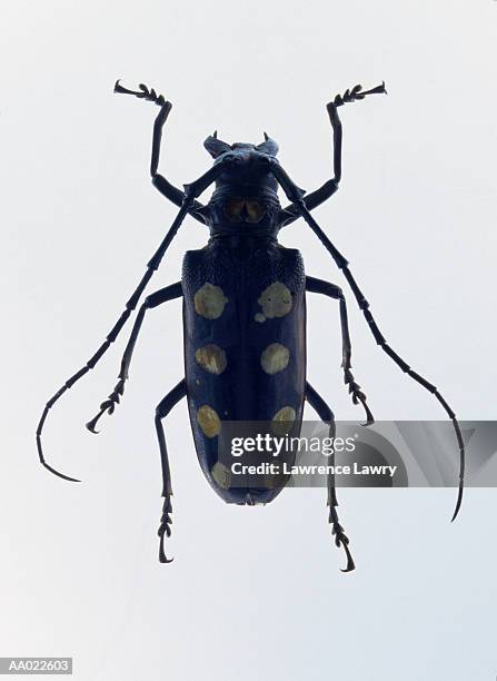 beetle - longicorne photos et images de collection