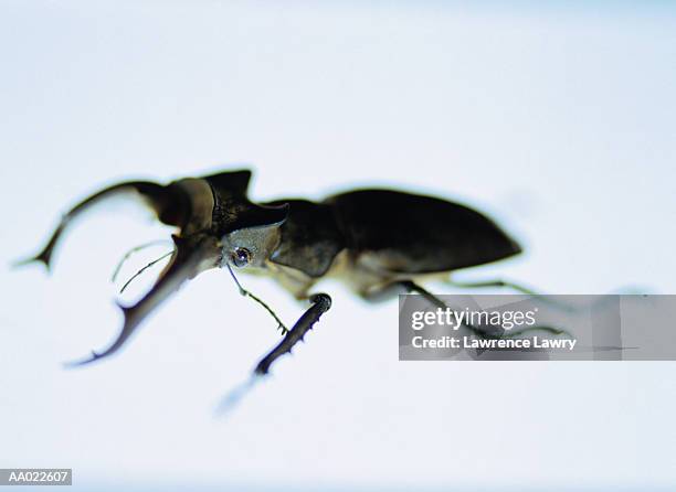 beetle - escarabajo-de-cuerno-largo fotografías e imágenes de stock