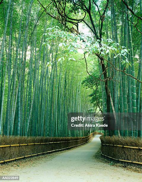 japan, kyoto prefecture, ukyo ward, sagano, bamboo bordered path - akira lane ストックフォトと画像