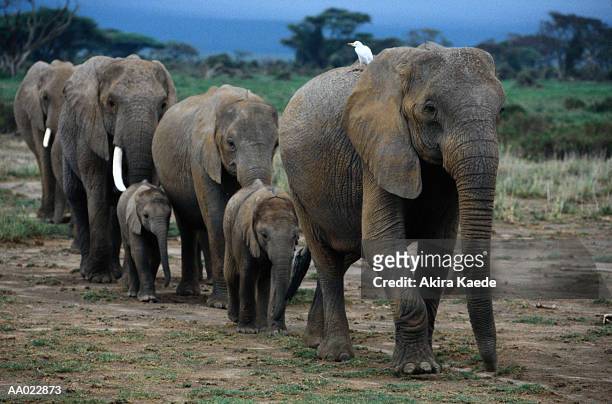 elephants walking in a row - parte posterior del animal fotografías e imágenes de stock