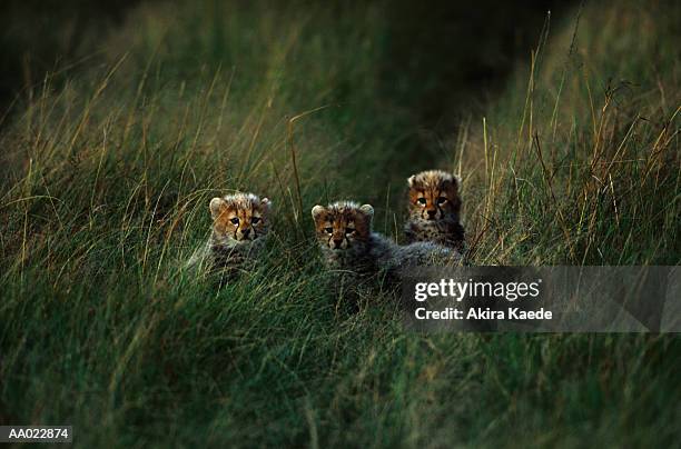 three baby cheetahs - dark panthera stock pictures, royalty-free photos & images