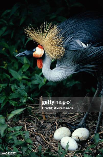 crowned crane protecting three eggs - gru coronata grigia foto e immagini stock