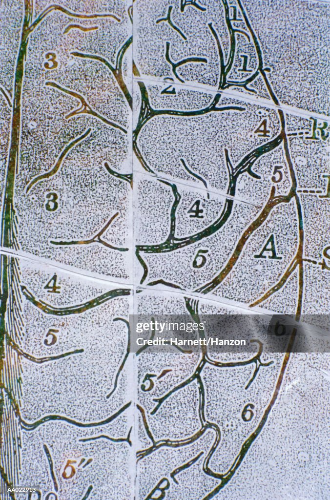 Medical Diagram Of A Human Brain High-Res Vector Graphic - Getty Images