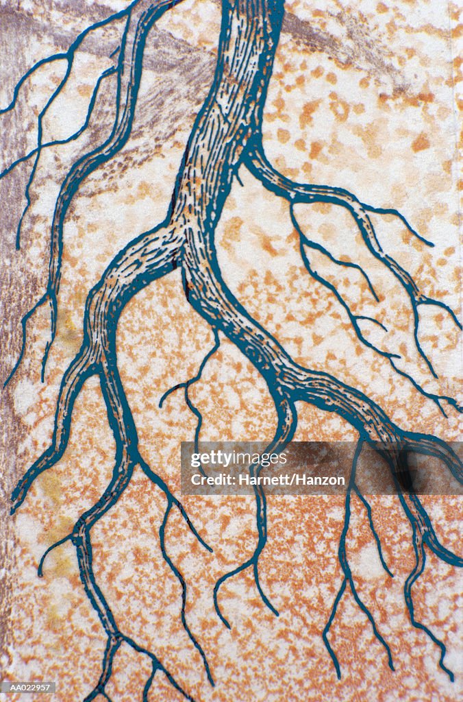 Printmaking Tree Roots Monoprint Of Tree Roots On Parchment High-Res Vector Graphic - Getty Images