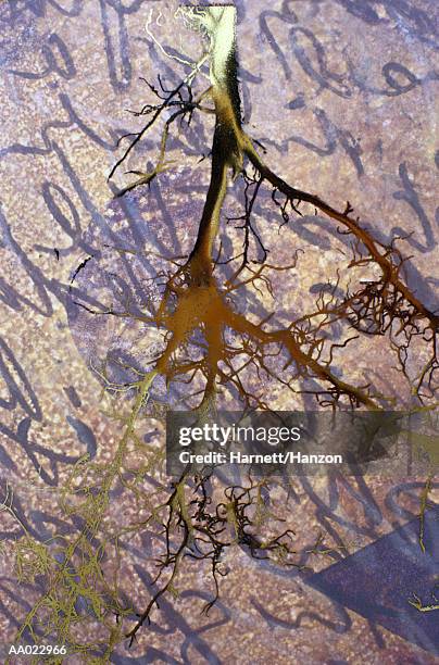 Tree Root Letter R 111 Tree Root Letters Stock Photos, High-Res Pictures, and Images ...