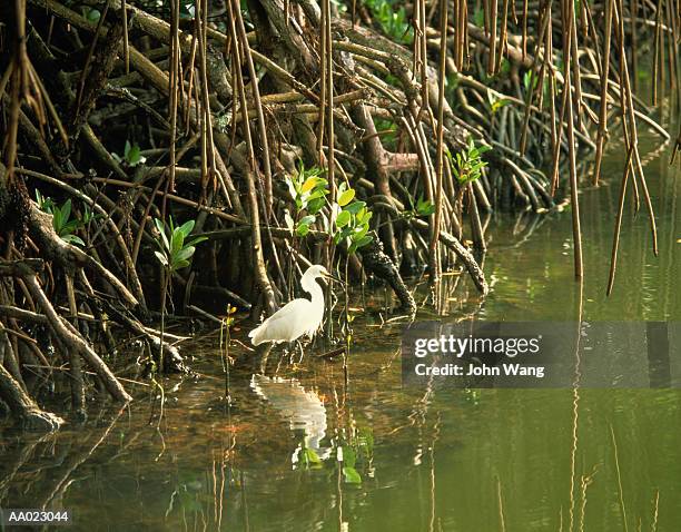 snowy egret in everglades national park swamp - snöhäger bildbanksfoton och bilder