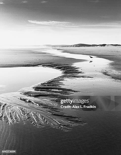 usa, california, limatour beach, bird walking on sandbar (b&w) - birds b w fotografías e imágenes de stock