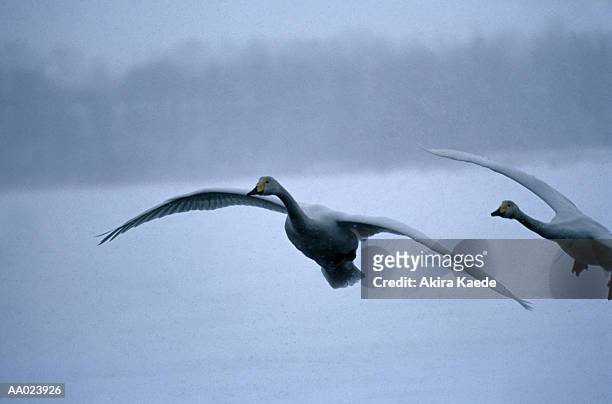 swans flying over lake biwa - préfecture de shiga photos et images de collection