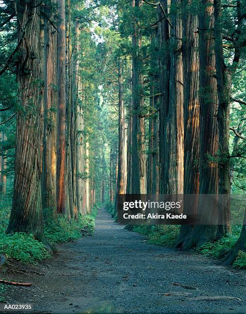 path leading through japanese cedar trees (cryptomeria japonica) - akira lane ストックフォトと画像