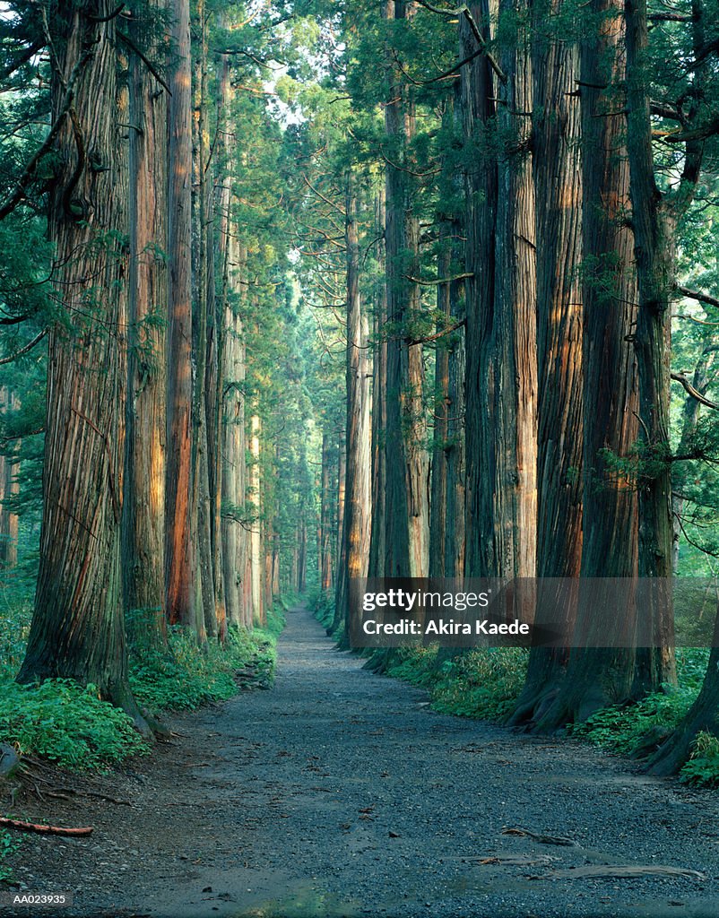 Path leading through Japanese cedar trees (Cryptomeria japonica)