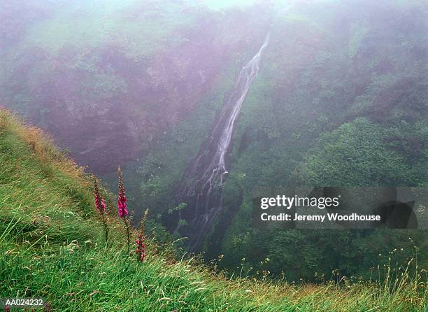 waterfall and foxglove flowers in scotland - digitalis alba stock pictures, royalty-free photos & images