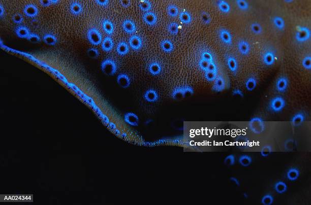 Giant Clam High-Res Stock Photo