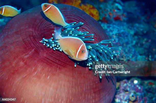 skunk clown fish - amphiprion akallopisos stock pictures, royalty-free photos & images