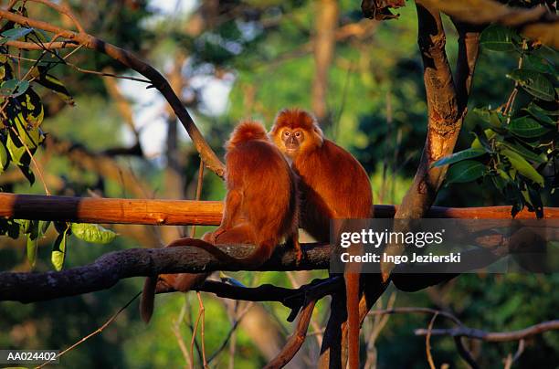 red monkeys sitting on a tree branch - animal back foto e immagini stock