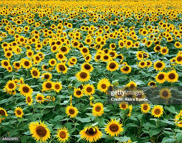 field of sunflower s (helianthus sp.) - happy sunflower stock pictures, royalty-free photos & images