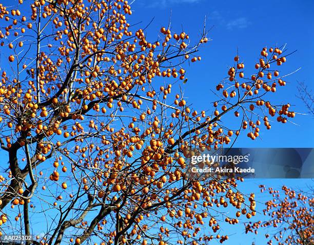 418 Japanese Persimmon Tree Stock Photos, High-Res Pictures, and Images ...