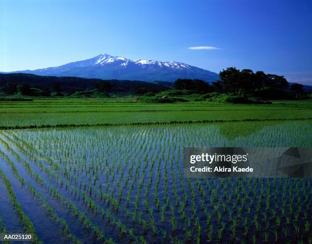 japan, akita prefecture, kisakata, flooded rice paddy fields - 秋田県 ストックフォトと画像