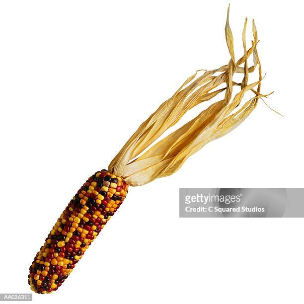 tri-colored corn on the cob - indian corn stock-fotos und bilder