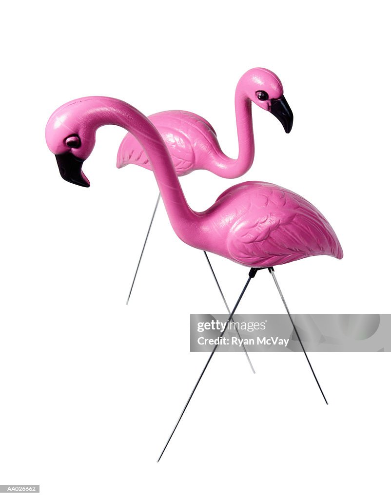 Pink Flamingoes