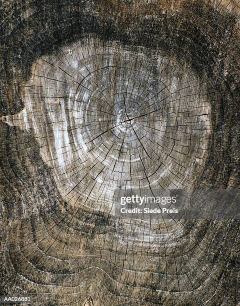 142 Abstract Tree Ring Stock Photos, High-Res Pictures, and Images ...