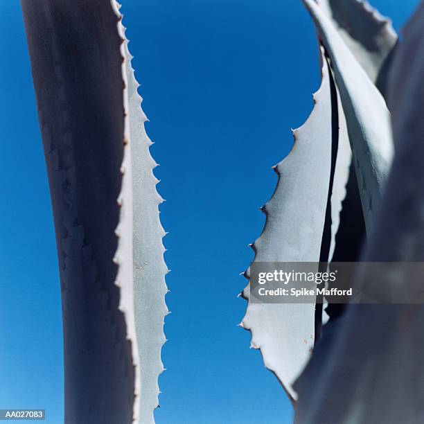 detail of the agave plant - blue agave stock-fotos und bilder