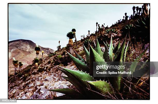 joshua tree cactus in an arid landscape - joshua tree ストックフォトと画像