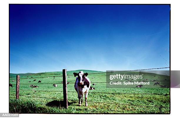 cow looking at camera through fence - processo cruzado imagens e fotografias de stock