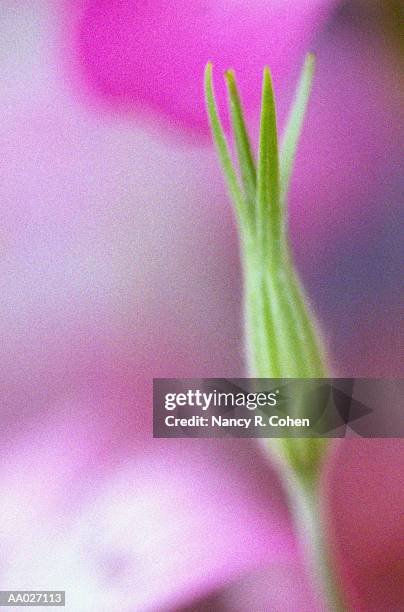 close-up of violet bud - nancy green fotografías e imágenes de stock