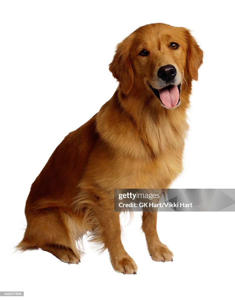 Golden Retriever