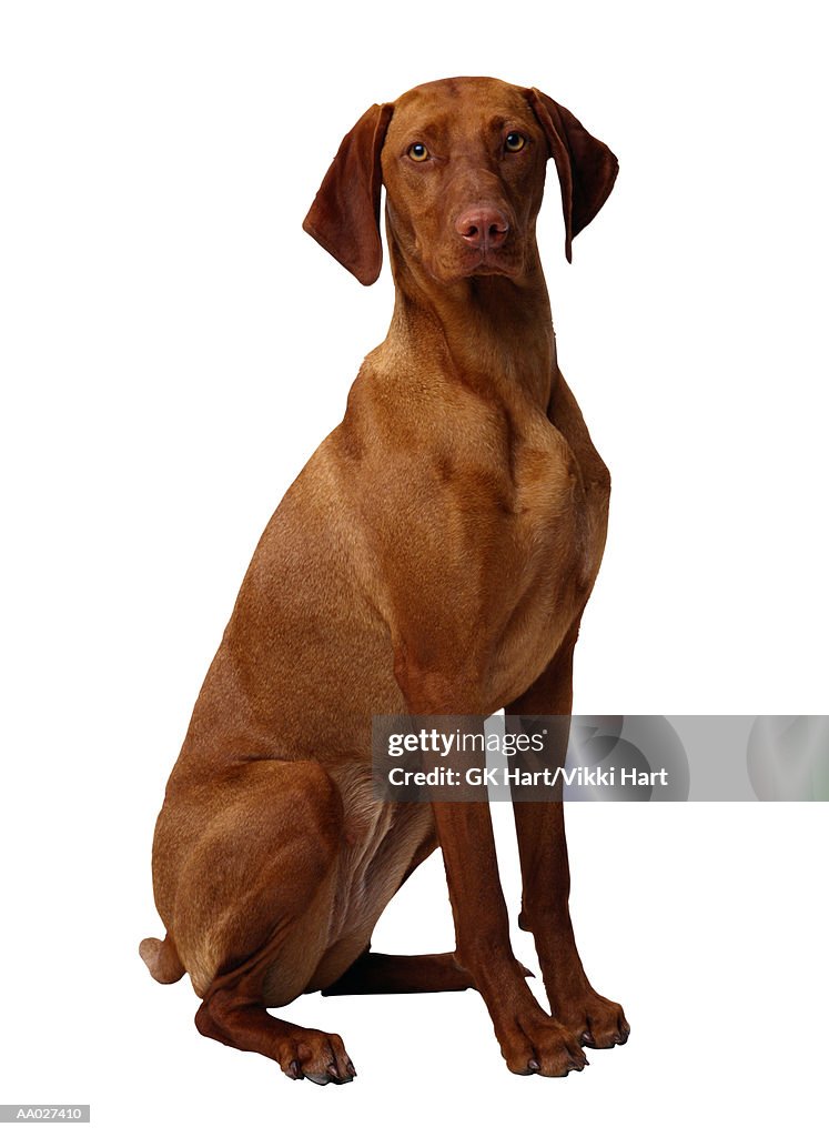 Vizsla Dog