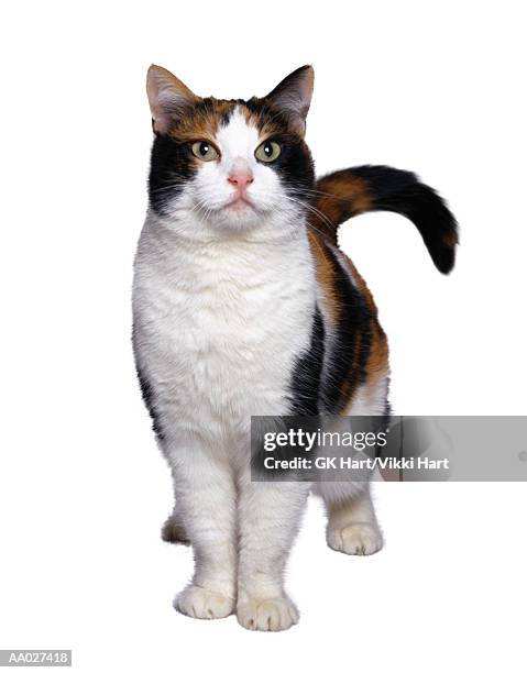 standing cat - cat standing stock pictures, royalty-free photos & images