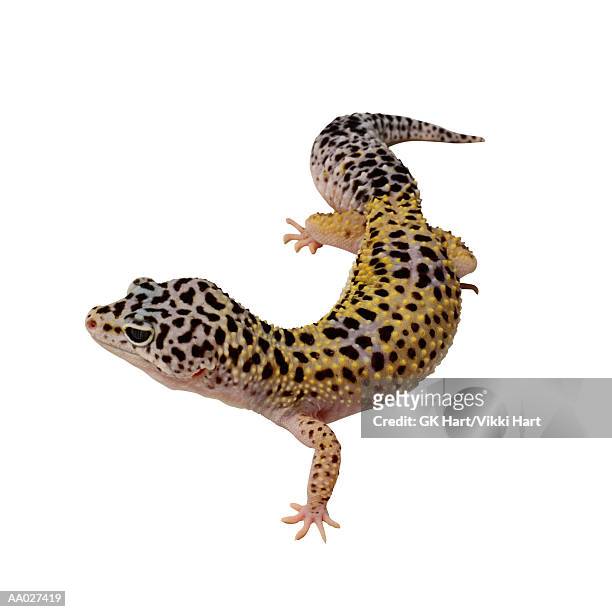 leopard gecko - gecko leopard stock pictures, royalty-free photos & images