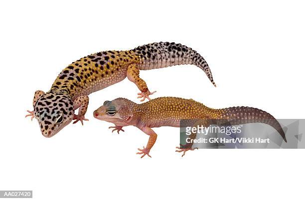 leopard gecko - gecko leopard stockfoto's en -beelden