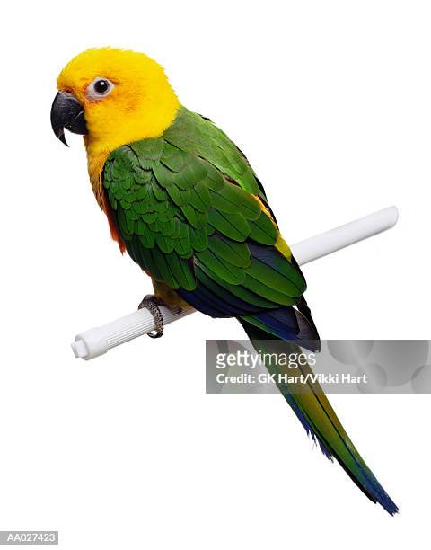 sun conure parrot - sun conure stock pictures, royalty-free photos & images
