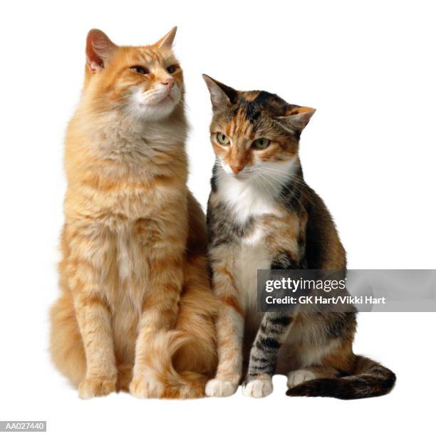 two cats - mixed breed cat stock pictures, royalty-free photos & images