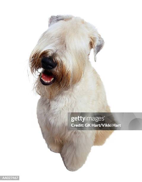 terrier dog - soft coated wheaten terrier bildbanksfoton och bilder