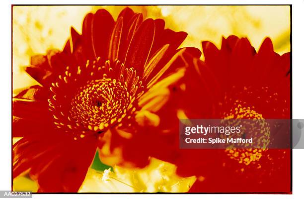 close-up of zinnia flowers - colour enhanced stock pictures, royalty-free photos & images