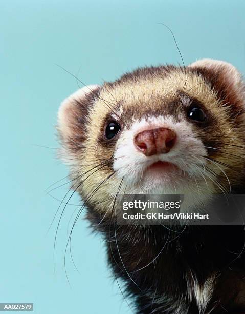 portrait of a ferret - mustela putorius furo stock pictures, royalty-free photos & images