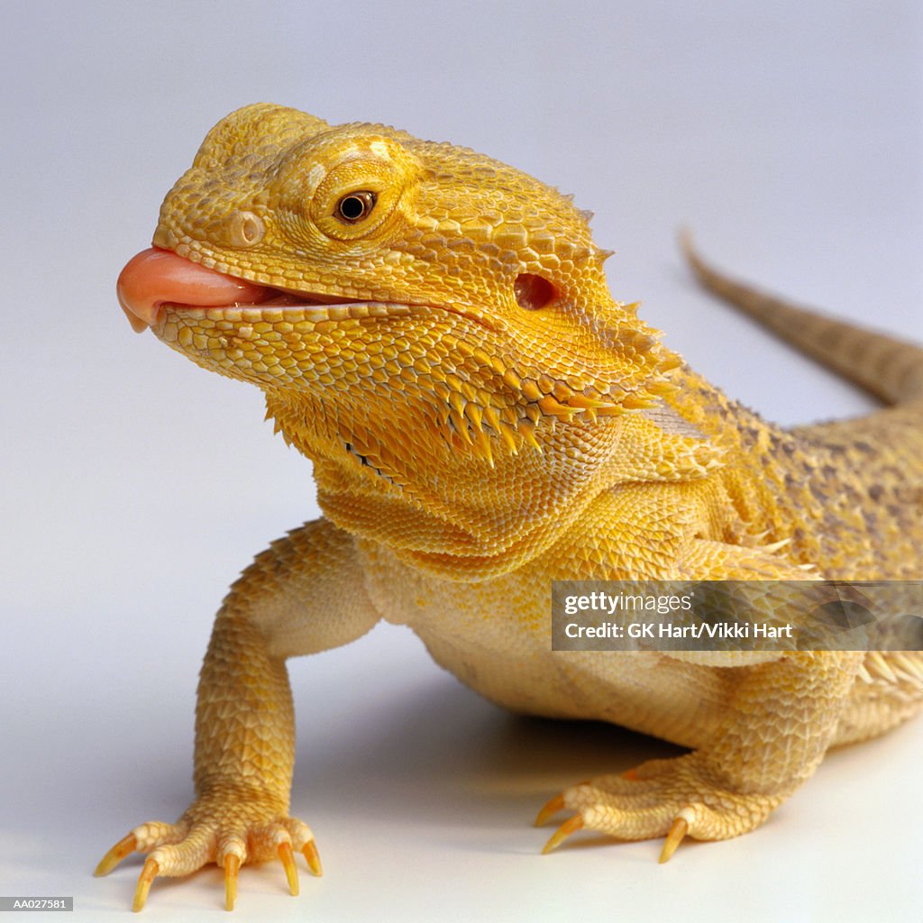 Bearded dragon with tongue sticking out