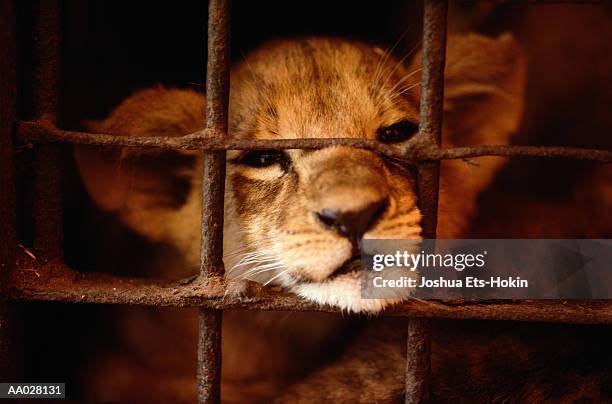 lion cub in captivity - animales en cautiverio fotografías e imágenes de stock