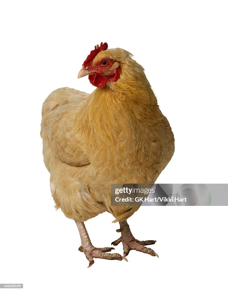 Chicken