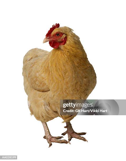 chicken - aa028199 stock pictures, royalty-free photos & images